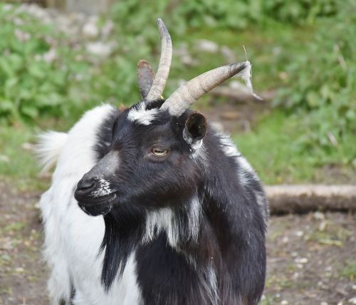 goat bock horns