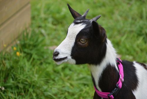 goat profile head