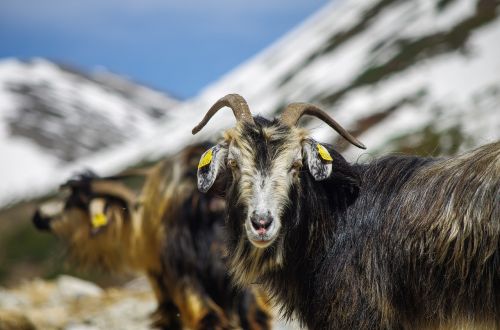 goat sheep highland