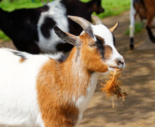 goat chew horns