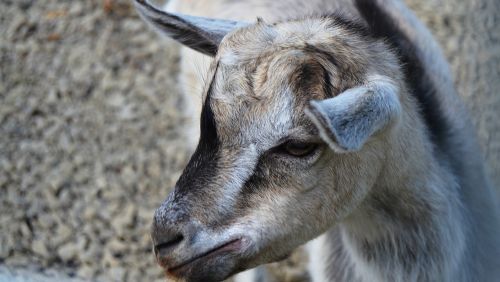 goat animal goats