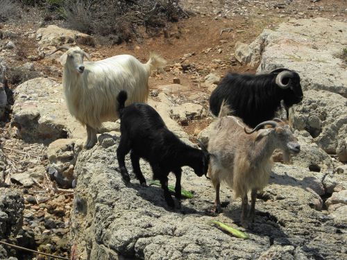 goat animal nature