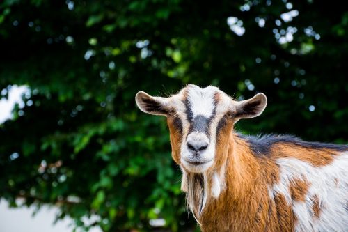 goat goats zoo