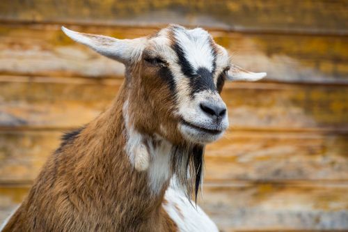 goat goats zoo