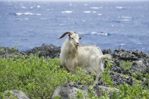 goat sheep lanyu