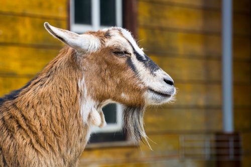 goat goats zoo