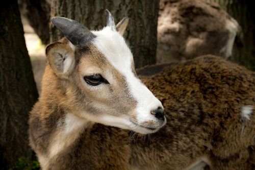 goat kid zoo