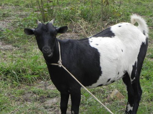 goat uganda farm animal