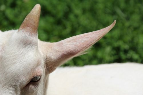 goat white horns