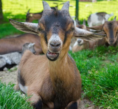 goat domestic goat dwarf goat