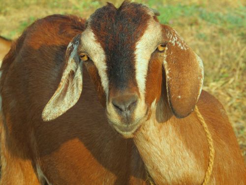 goat animal mammal