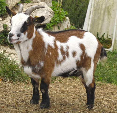 goat kid small goat