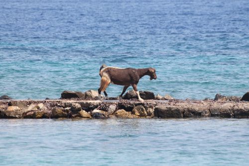 goat sea island