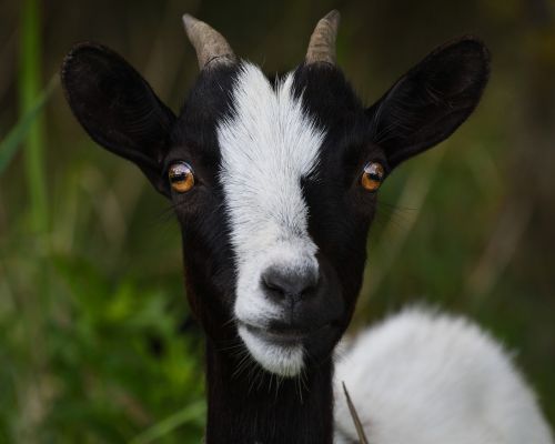 goat look portrait