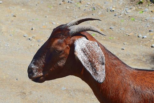 goat portrait horns