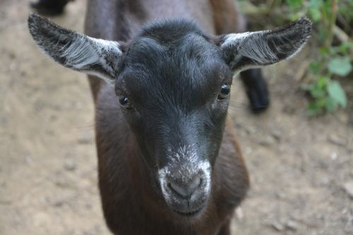 goat goat alpine animal