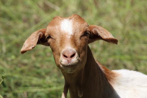 goat brown goat's head