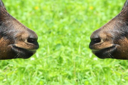 goat goat's snout mirroring