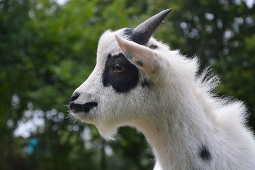 goat profile head
