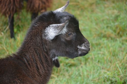 goat head of goat motte no horn