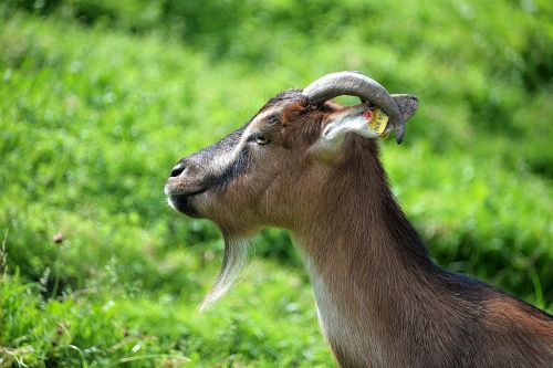 goat close domestic goat