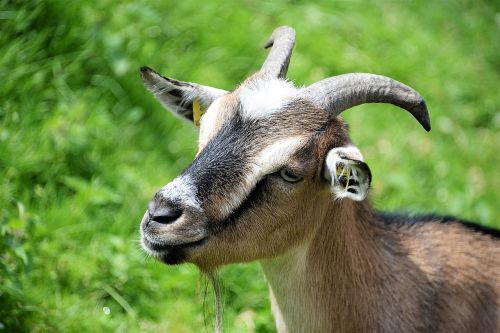 goat domestic goat livestock