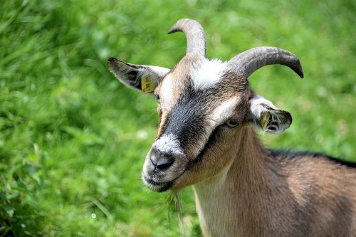 goat animal portrait horned