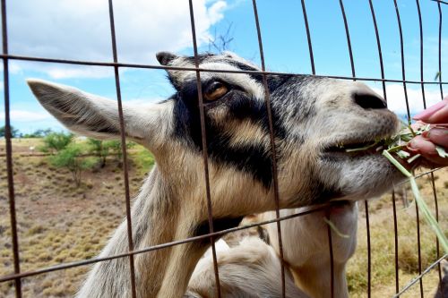 goat hay feeding