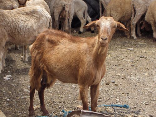 goat field farm