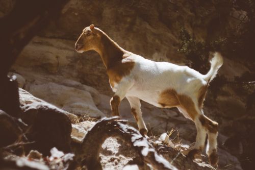 goat animal wildlife