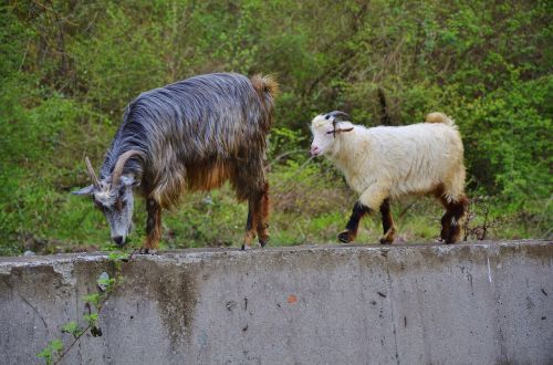 goat goats animal