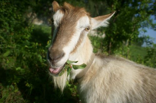goat pets grass