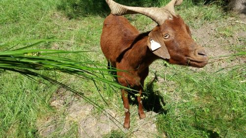 goat animals breeding