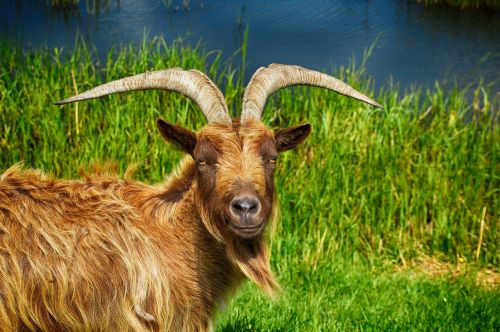 goat billy goat cute-goat