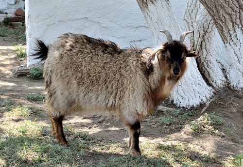 goat animal pet