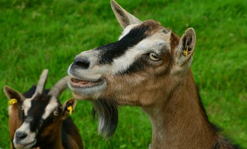goat domestic goat farm