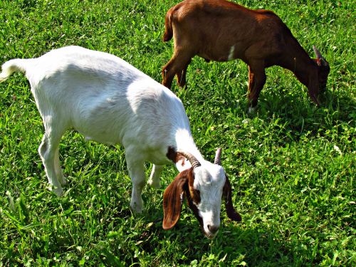 goat pet animals