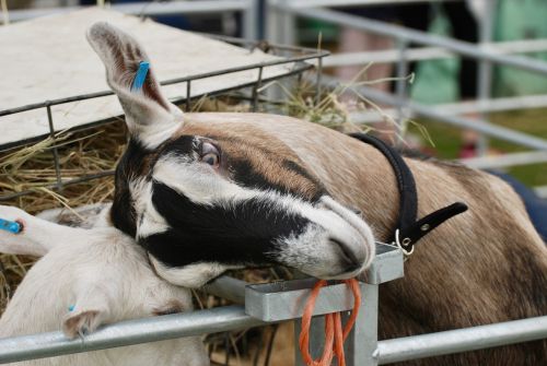 goat head cute