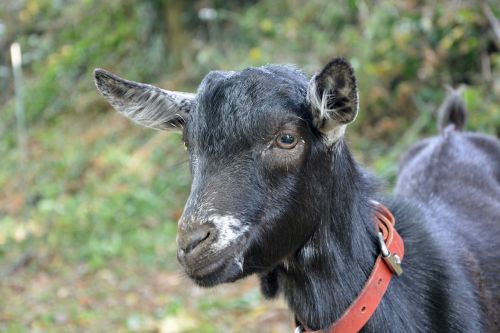 goat small goat alpine