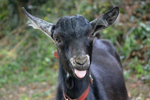 goat face portrait