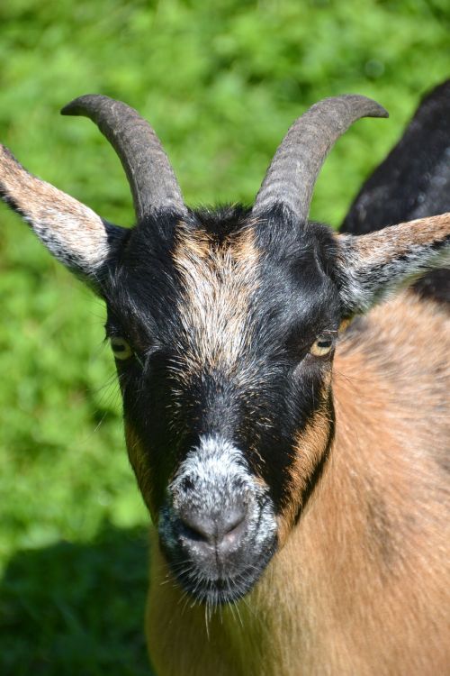 goat nature animal