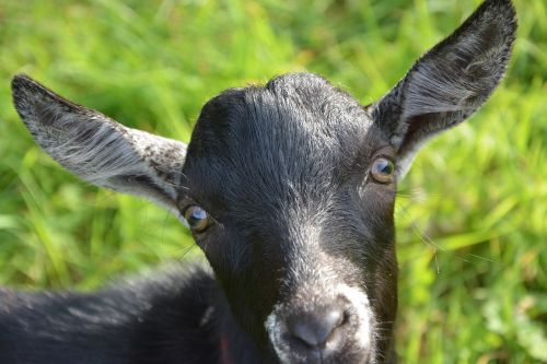goat portrait head animal