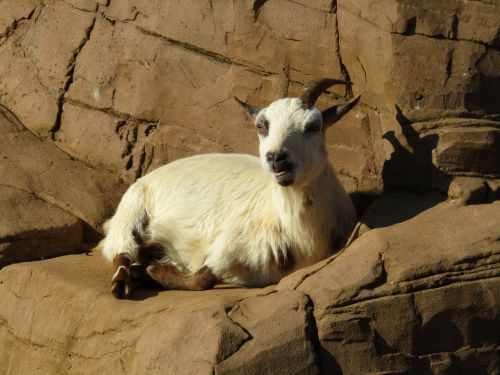 goat laying down zoo