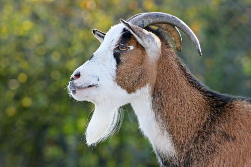 goat dwarf goat animal world