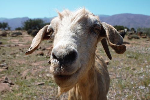 goat hello greeting