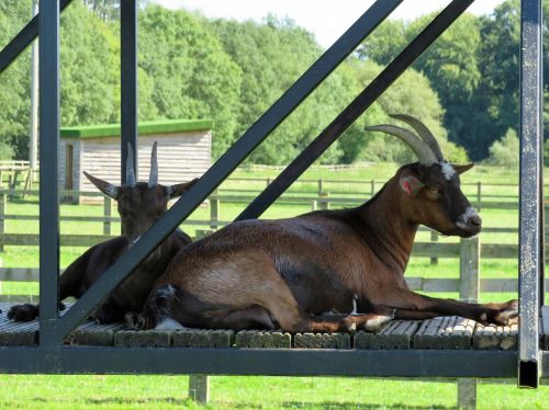 goat brown farm