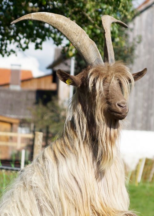goat large horns