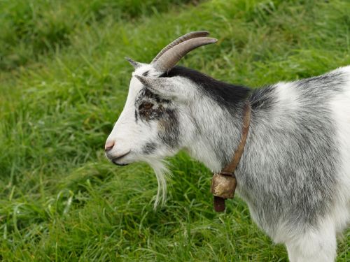 goat goats capra