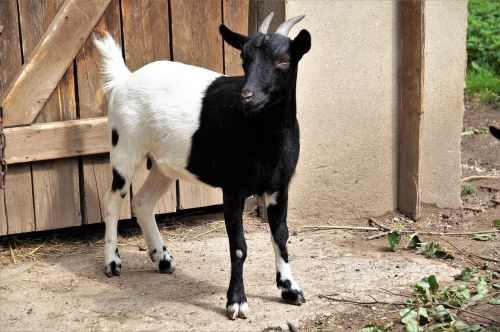 goat 2-color farmhouse