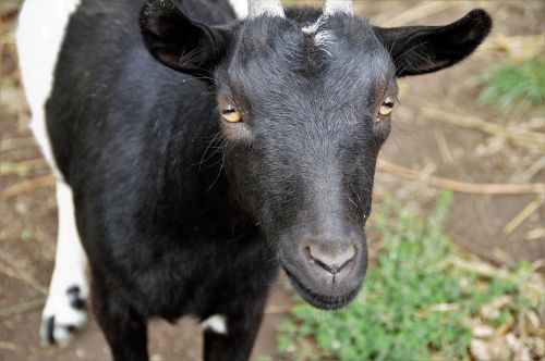 goat pet economic